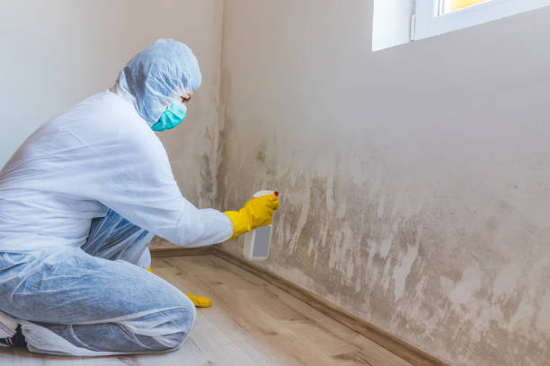Licensed Attic Mold Removal service in Furlong, PA - WQB Mold Removal